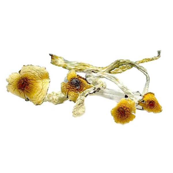 Liberty-Caps-Mushrooms-1.jpg Liberty Caps Mushrooms