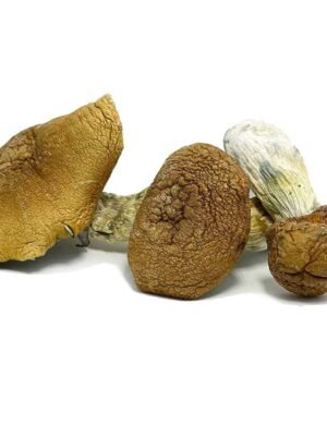 Martinique-Mushrooms.jpg Martinique Mushrooms