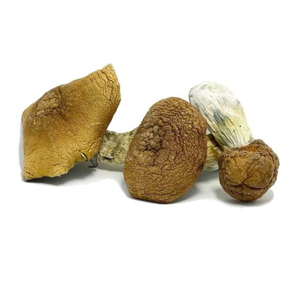 Martinique-Mushrooms.jpg Martinique Mushrooms