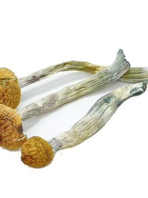 Matias-Romero-Mushrooms.jpg Matias Romero Mushrooms