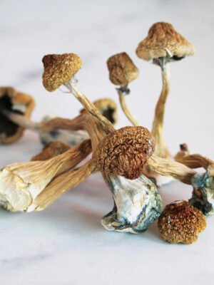 Mazatapec.jpg Mazatapec Magic Mushrooms