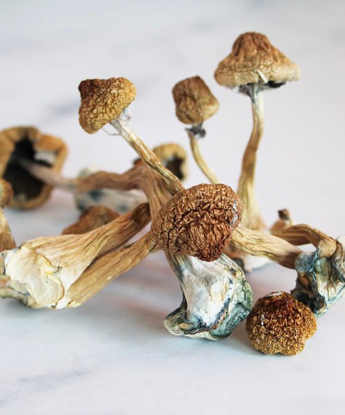 Mazatapec.jpg Mazatapec Magic Mushrooms
