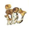 Mckenna-22.08-01.webp McKennaii Psilocybin Mushroom