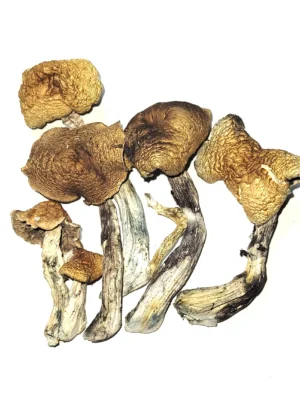 Mckenna-22.08-01.webp McKennaii Psilocybin Mushroom