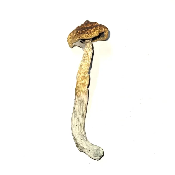 Mckenna-22.08-02.webp McKennaii Psilocybin Mushroom