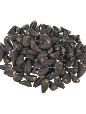 Morning-Glory.png Morning Glory