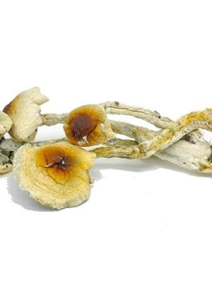 Nepal-Chitwan-Magic-Mushrooms.jpg Nepalese Chitwan Mushrooms