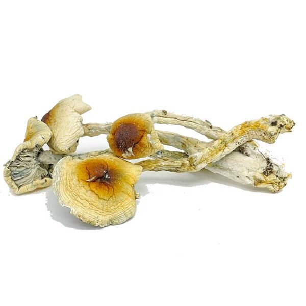 Nepal-Chitwan-Magic-Mushrooms.jpg Nepalese Chitwan Mushrooms