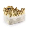 PSILOCYBE-CUBENSIS-CAMBODIAN-MAGIC-MUSHROOM-GROWING-KIT.webp CAMBODIAN MAGIC MUSHROOM GROW KIT