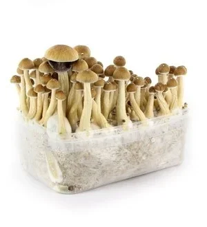 PSILOCYBE-CUBENSIS-CAMBODIAN-MAGIC-MUSHROOM-GROWING-KIT.webp CAMBODIAN MAGIC MUSHROOM GROW KIT