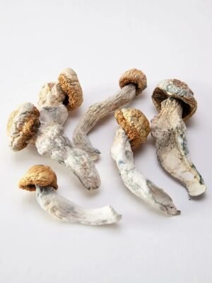 Penis-Envy-Mushrooms.jpg Penis Envy Mushrooms