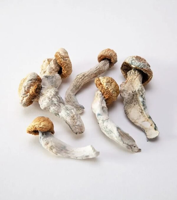 Penis-Envy-Mushrooms.jpg Penis Envy Mushrooms