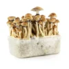 Psilocybe-Cubensis-Brazil-Magic-Mushroom-Growing-Kit.webp BRAZIL MAGIC MUSHROOM GROW KIT