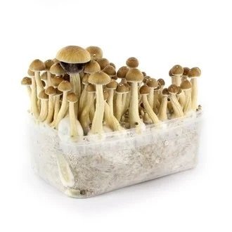 Psilocybe-Cubensis-Ecuador-Magic-Mushroom-Growing-Kit.jpg ECUADOR MAGIC MUSHROOM GROW KIT