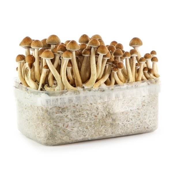 Psilocybe-Cubensis-Hawaiian-Magic-Mushroom-Growing-Kit.jpg HAWAIIAN MAGIC MUSHROOM GROW KIT