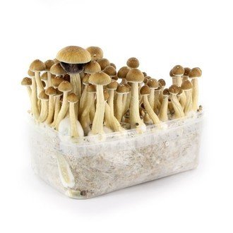 Psilocybe-Cubensis-Mazatapec-Magic-Mushroom-Growing-Kit.jpg MAZATAPEC MAGIC MUSHROOM GROW KIT