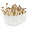 Psilocybe-Cubensis-Mexican-Magic-Mushroom-Growing-Kit.webp MEXICAN MAGIC MUSHROOM GROW KIT