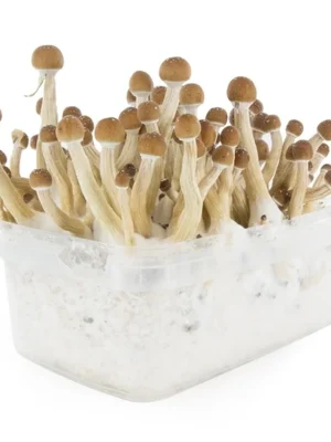Psilocybe-Cubensis-Mexican-Magic-Mushroom-Growing-Kit.webp MEXICAN MAGIC MUSHROOM GROW KIT
