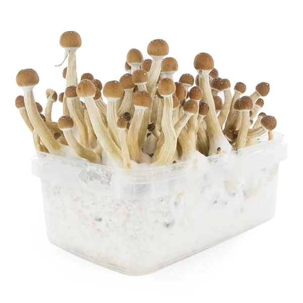 Psilocybe-Cubensis-Mexican-Magic-Mushroom-Growing-Kit.webp MEXICAN MAGIC MUSHROOM GROW KIT
