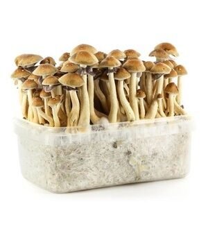 Psilocybe-Cubensis-Panama-Magic-Mushroom-Growing-Kit.jpg PANAMA MAGIC MUSHROOM GROW KIT