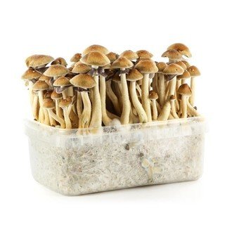 Psilocybe-Cubensis-Panama-Magic-Mushroom-Growing-Kit.jpg PANAMA MAGIC MUSHROOM GROW KIT