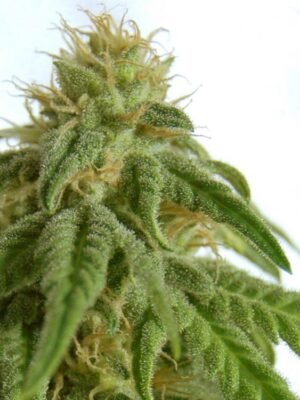 Raskal-OG-Feminized-Marijuana-Seeds-750x750-1.jpg Marijuana Seeds Mix Feminized