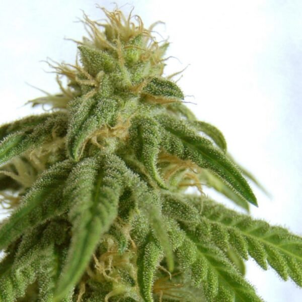 Raskal-OG-Feminized-Marijuana-Seeds-750x750-1.jpg Marijuana Seeds Mix Feminized