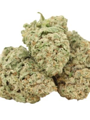 Red-congolese-strain.jpg Red Congolese