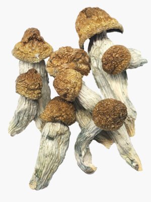 SS-MUS-008_1.jpg Ecuador Magic Mushroom