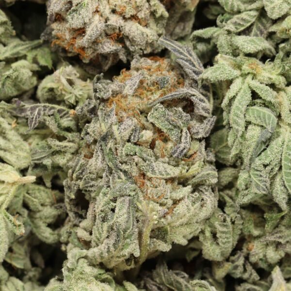 Star-brust-w.jpg Starburst