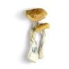 Tasmanian-Mushrooms-Spore.jpg Tasmanian Mushrooms