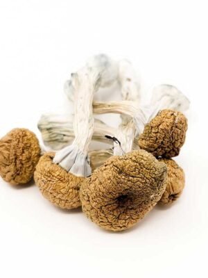 Texas-Yellow-Caps-Magic-Mushrooms.jpg Mexican Mushrooms