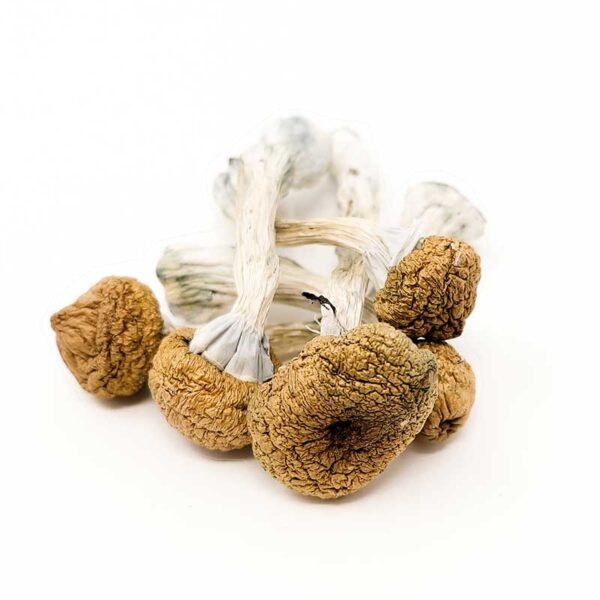 Texas-Yellow-Caps-Magic-Mushrooms.jpg Mexican Mushrooms