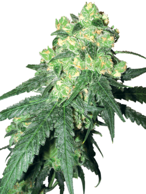 White-Rhino-Feminized-Seeds.png White Rhino Feminized Seeds