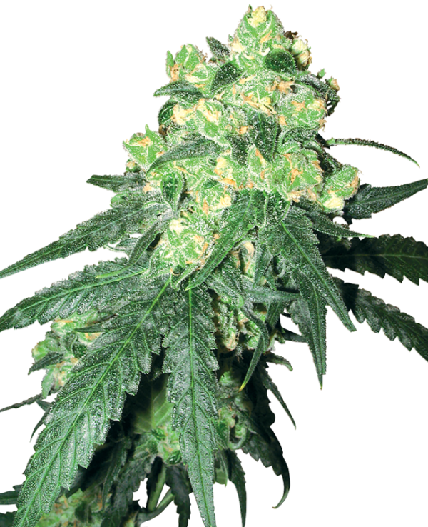 White-Rhino-Feminized-Seeds.png White Rhino Feminized Seeds