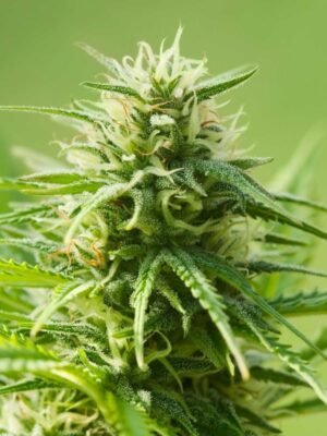 ak-47-autoflowering.jpg AK 47 Autoflowering