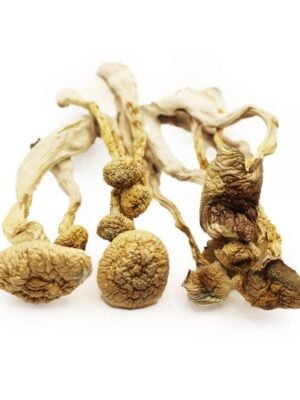 albino.jpg Albino Magic Mushroom