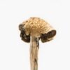 brazilian-mushroom-strain.jpg Brazilian Magic Mushrooms