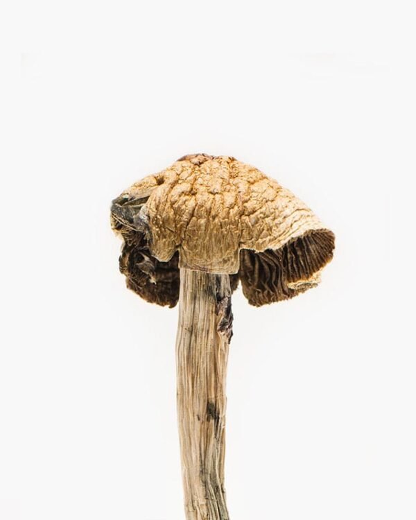 brazilian-mushroom-strain.jpg Brazilian Magic Mushrooms
