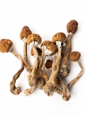 buy-Hawaiian-Magic-Mushrooms-online.jpg Hawaiian Magic Mushroom