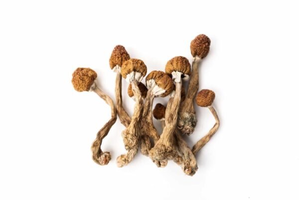buy-Hawaiian-Magic-Mushrooms-online.jpg Hawaiian Magic Mushroom