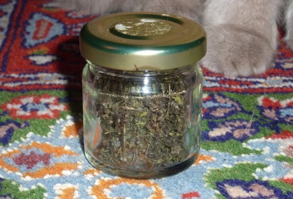 changa_007.jpg Changa DMT