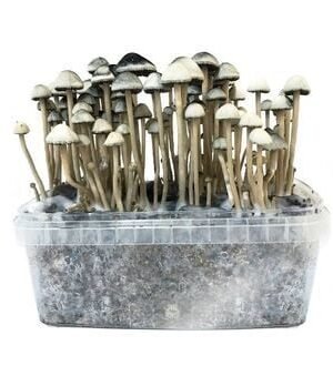copelandia-hawaiian.jpg COPELANDIA HAWAIIAN MUSHROOM GROWING KIT
