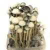 copelandia-hawaiian-mushroom-grow-kit.jpg COPELANDIA HAWAIIAN MUSHROOM GROWING KIT