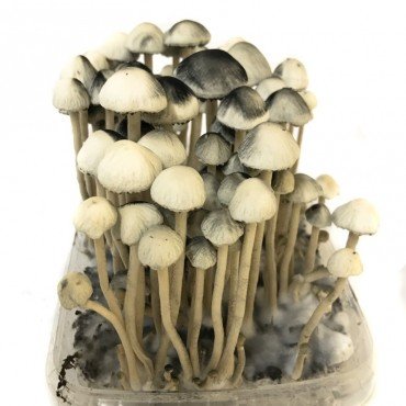 copelandia-hawaiian-mushroom-grow-kit.jpg COPELANDIA HAWAIIAN MUSHROOM GROWING KIT