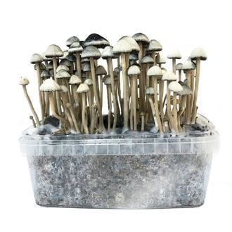 copelandia-hawaiian.jpg COPELANDIA HAWAIIAN MUSHROOM GROWING KIT
