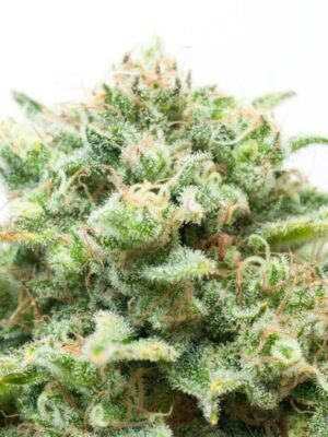 diesel-autoflowering.jpg Diesel Autoflowering