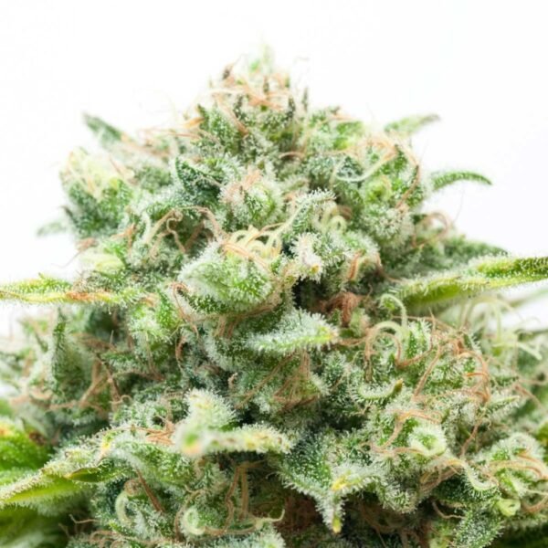 diesel-autoflowering.jpg Diesel Autoflowering