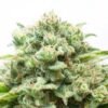 diesel-feminized.jpg Diesel Feminized Seeds