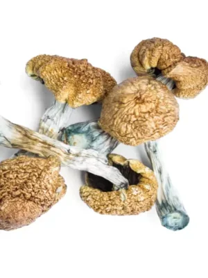 download.webp Moby Dick Mushrooms Spore